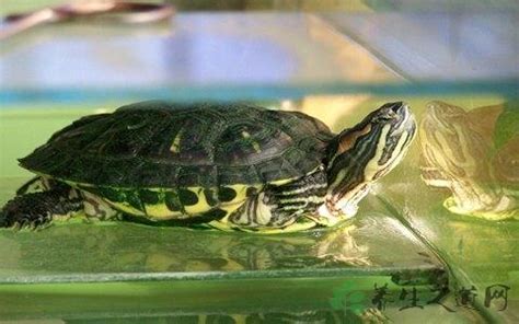 巴西龜可以吃高麗菜嗎 博威鳥控